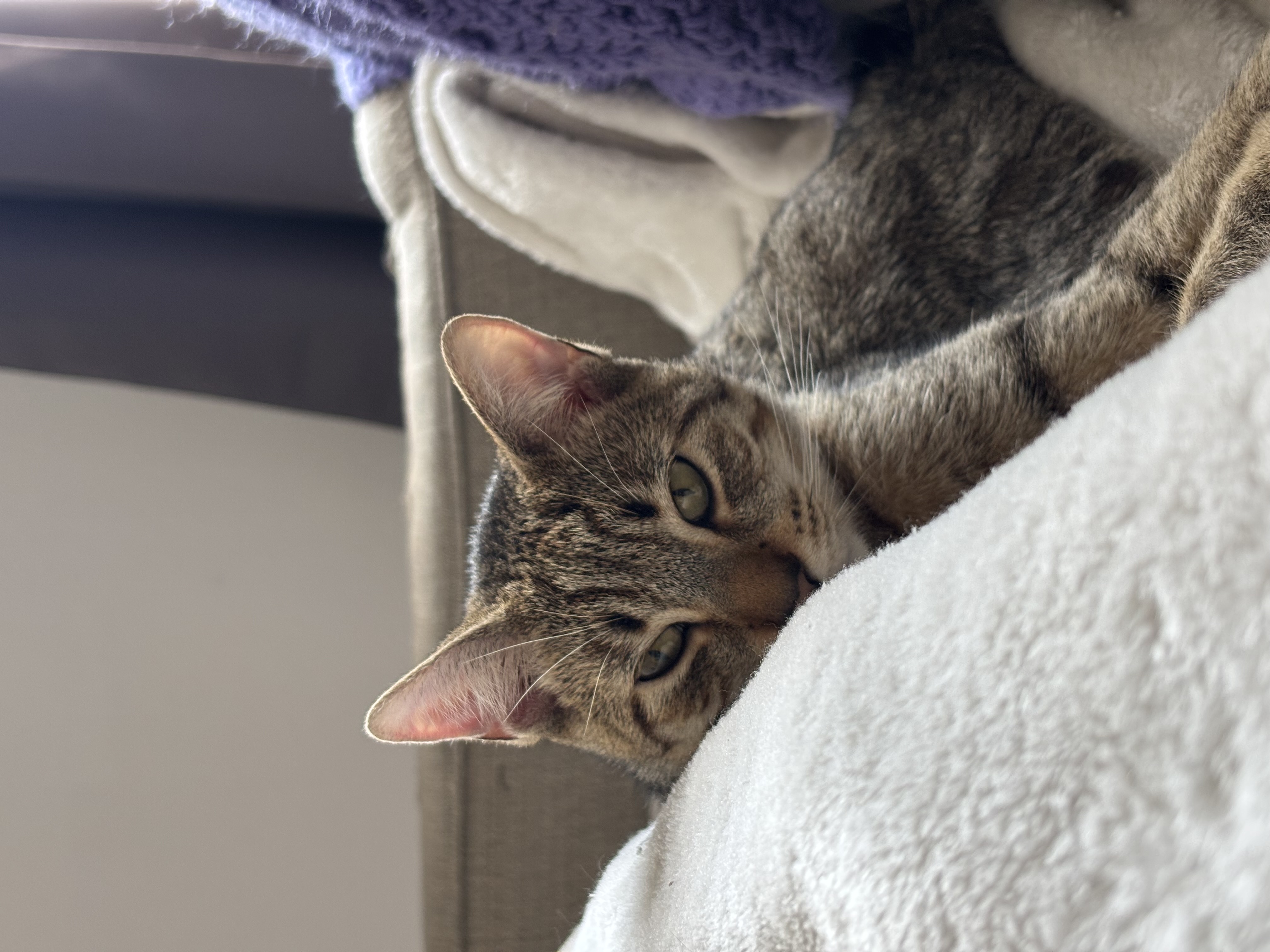 This gato is Arthur!