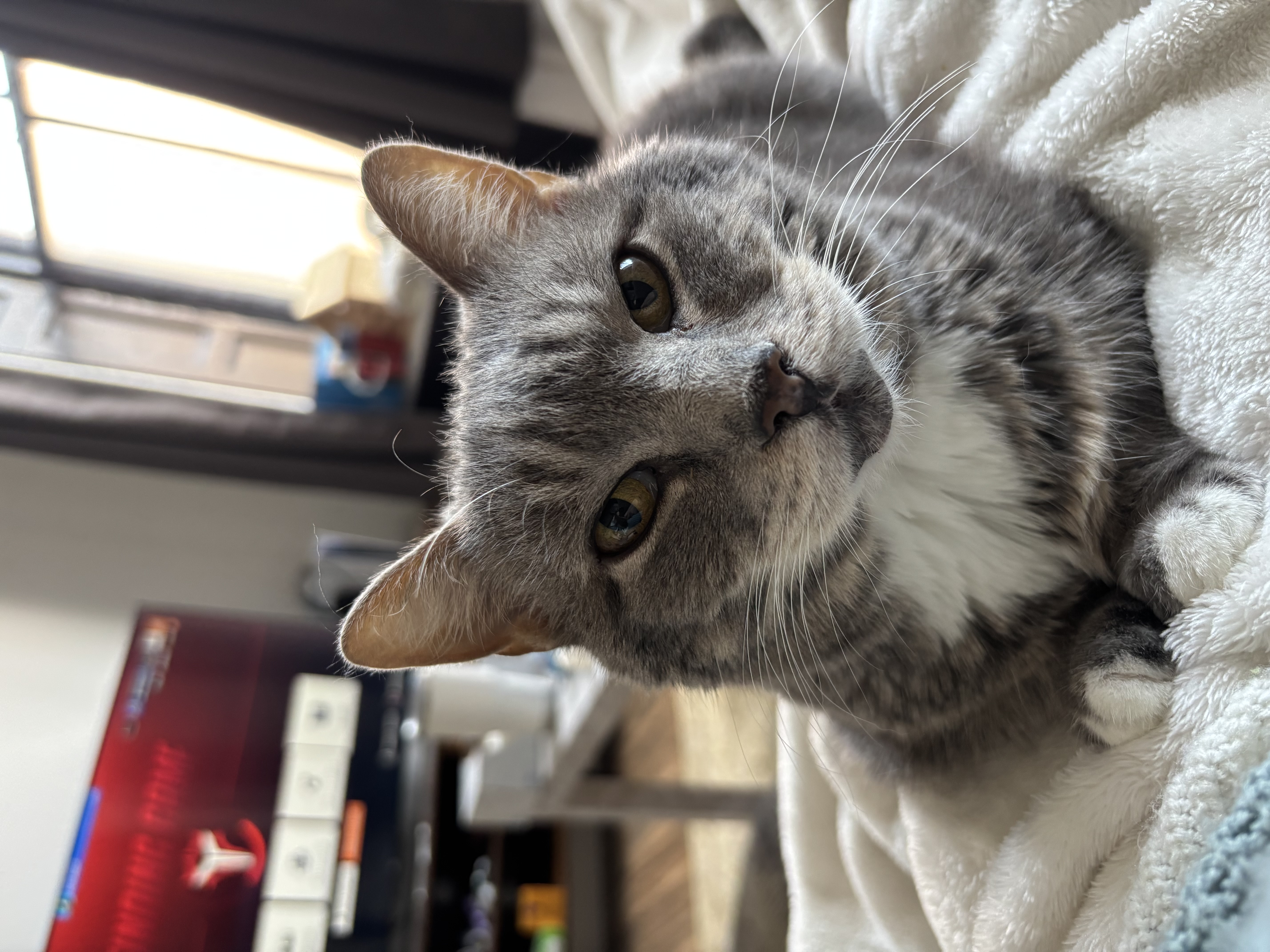 This gato is Zoe (suppposed to be written with one of those fancy e's)!