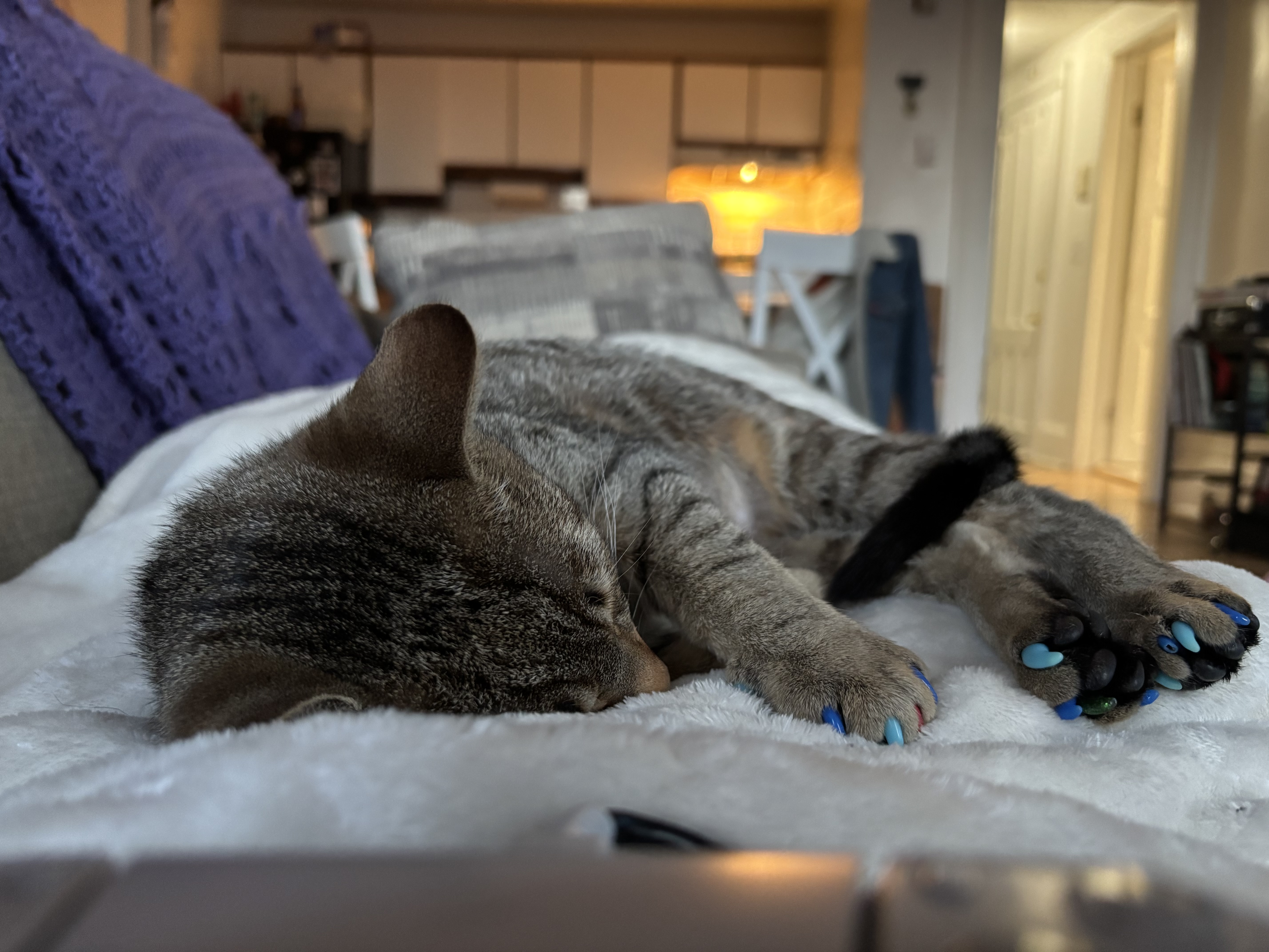 Gato Arthur is sleeping!