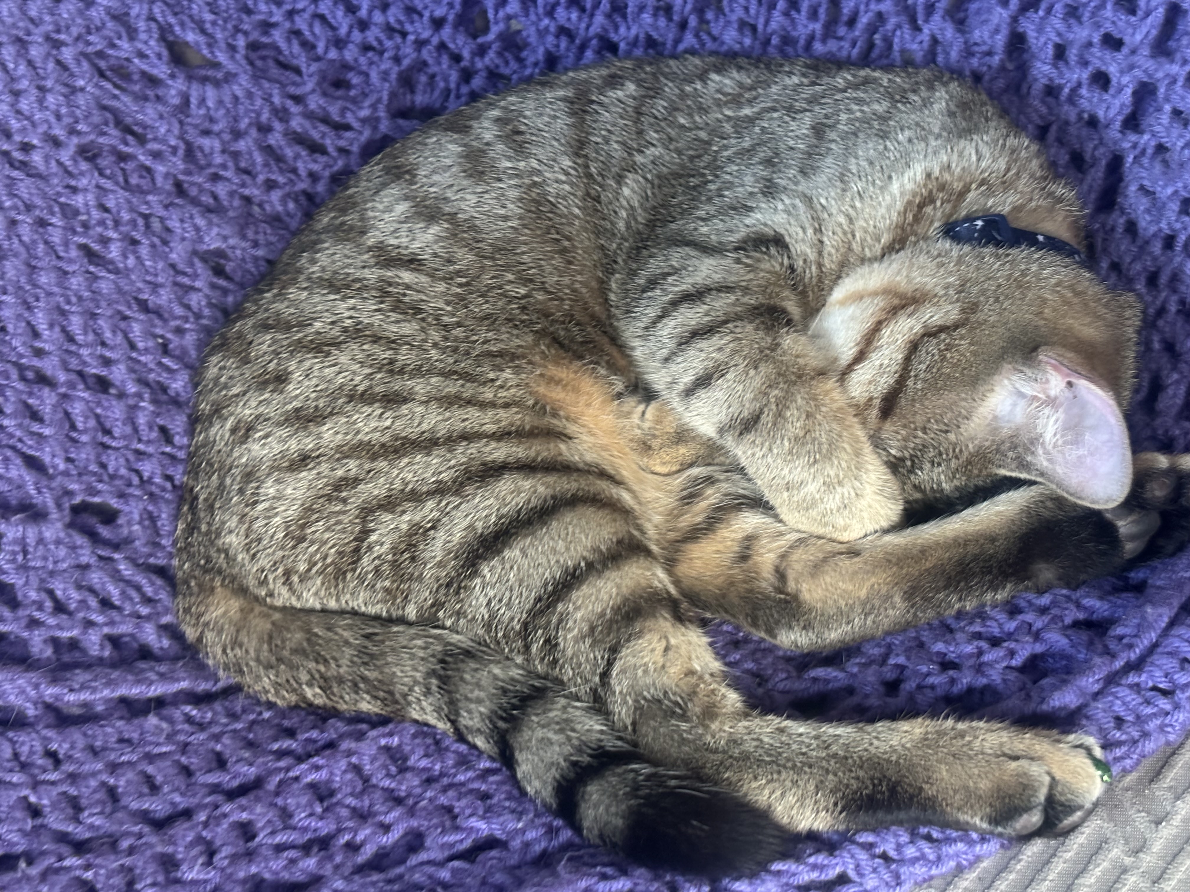 Gato Arthur is a tired boy!