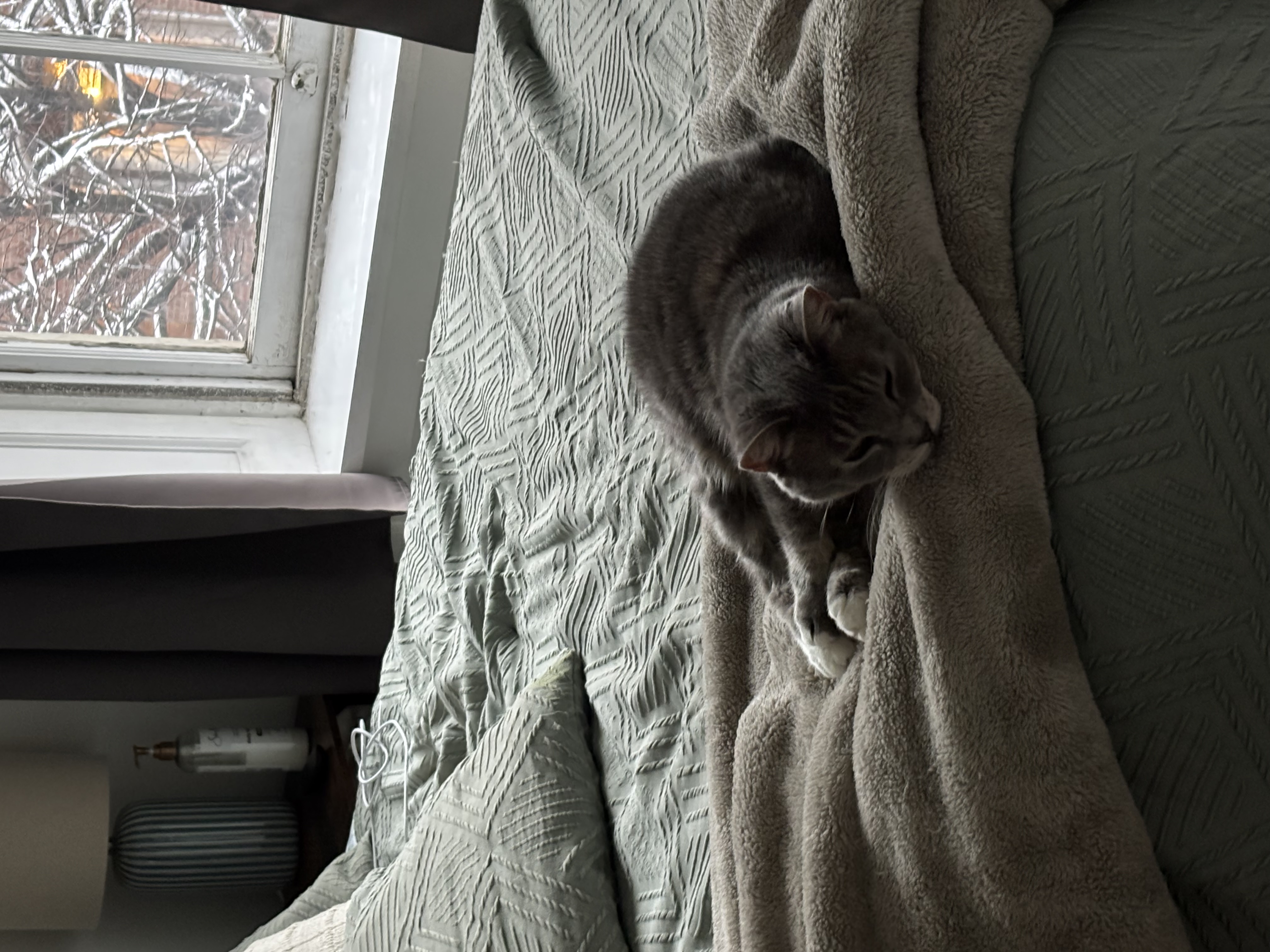 Gato Zoe is a tired lady!