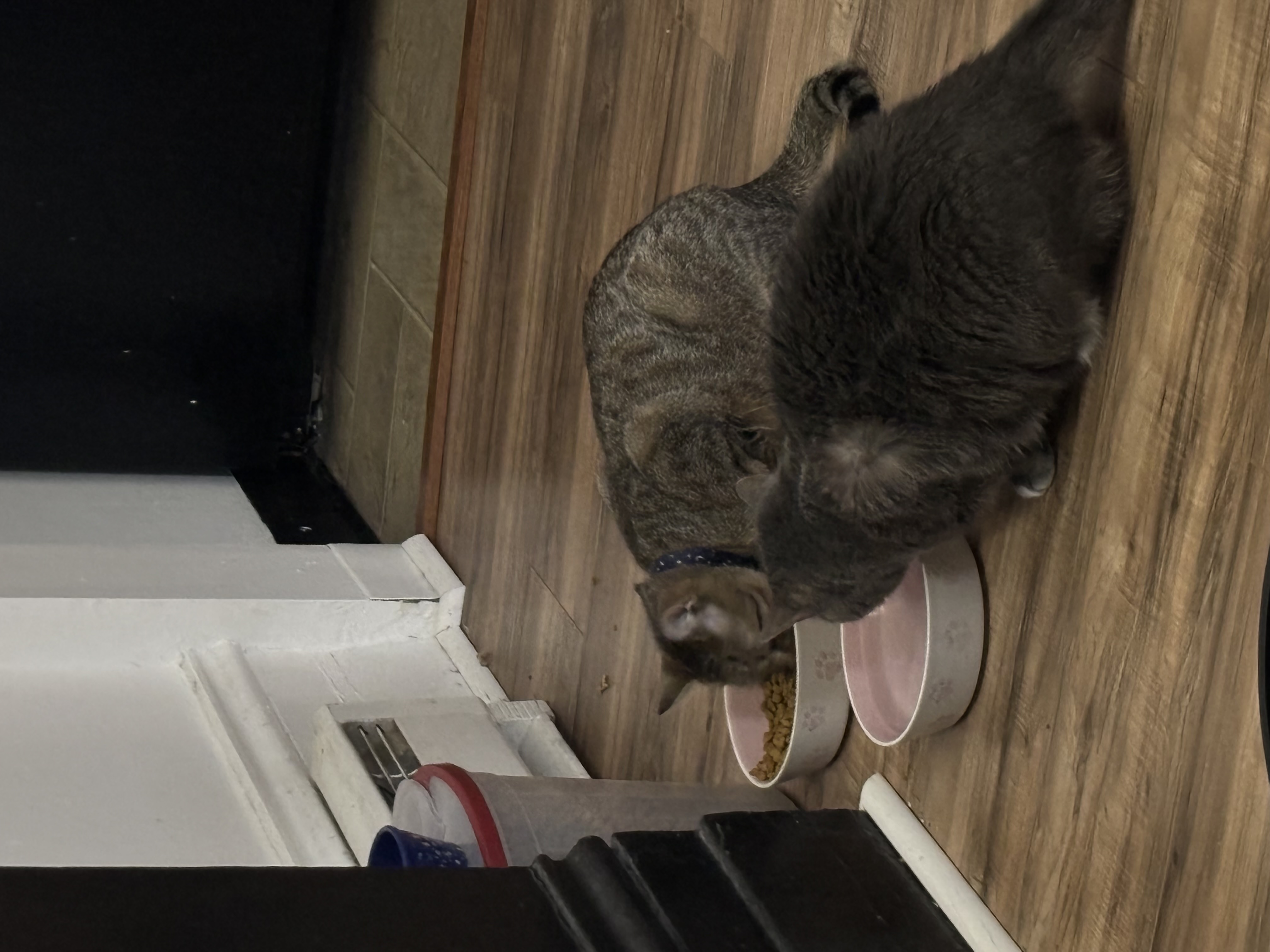 Gatos Zoe and Arthur grabbing a bite to eat together!